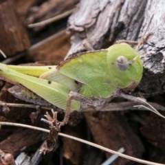 Gastrimargus musicus (Yellow-winged Locust or Grasshopper) at Brindabella, ACT - 4 Feb 2018 by SWishart