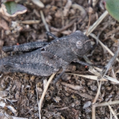 Gastrimargus musicus (Yellow-winged Locust or Grasshopper) at Brindabella, ACT - 4 Feb 2018 by SWishart