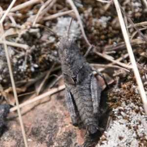 Gastrimargus musicus at Brindabella, ACT - 4 Feb 2018 04:08 PM