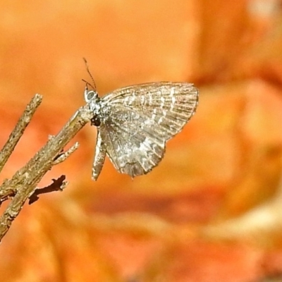 Theclinesthes serpentata (Saltbush Blue) at ANBG - 28 Mar 2018 by RodDeb