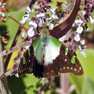 Graphium macleayanum at Acton, ACT - 29 Mar 2018