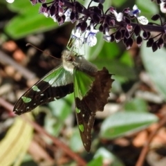 Graphium macleayanum at Acton, ACT - 29 Mar 2018