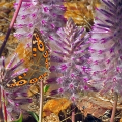 Junonia villida (Meadow Argus) at ANBG - 28 Mar 2018 by RodDeb