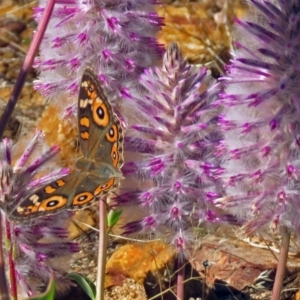 Junonia villida at Acton, ACT - 29 Mar 2018 10:47 AM