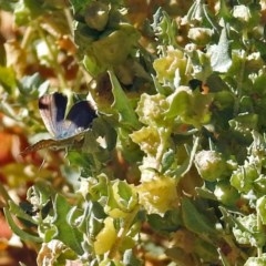 Theclinesthes serpentata (Saltbush Blue) at Acton, ACT - 29 Mar 2018 by RodDeb