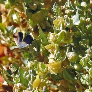 Theclinesthes serpentata at Acton, ACT - 29 Mar 2018