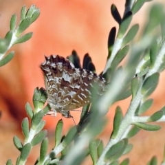 Theclinesthes serpentata (Saltbush Blue) at Acton, ACT - 29 Mar 2018 by RodDeb