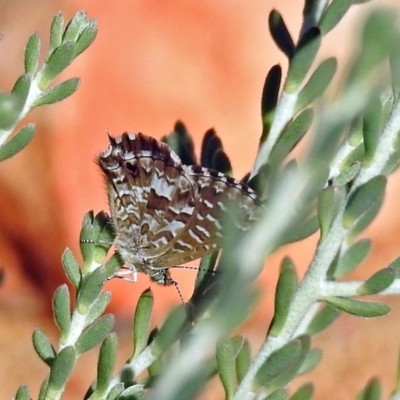 Theclinesthes serpentata (Saltbush Blue) at ANBG - 28 Mar 2018 by RodDeb