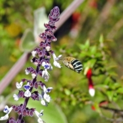 Amegilla sp. (genus) (Blue Banded Bee) at ANBG - 28 Mar 2018 by RodDeb