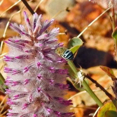 Amegilla sp. (genus) (Blue Banded Bee) at ANBG - 28 Mar 2018 by RodDeb