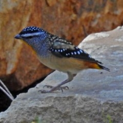 Pardalotus punctatus (Spotted Pardalote) at Acton, ACT - 29 Mar 2018 by RodDeb