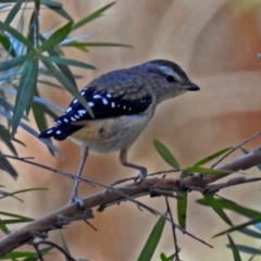 Pardalotus punctatus at Acton, ACT - 29 Mar 2018