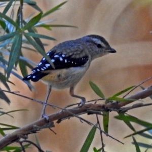 Pardalotus punctatus at Acton, ACT - 29 Mar 2018