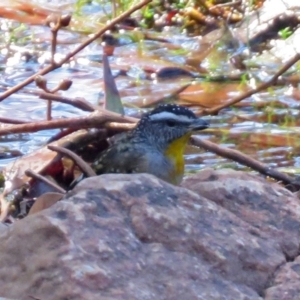 Pardalotus punctatus at Acton, ACT - 29 Mar 2018 12:07 PM