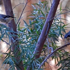 Pardalotus punctatus at Acton, ACT - 29 Mar 2018