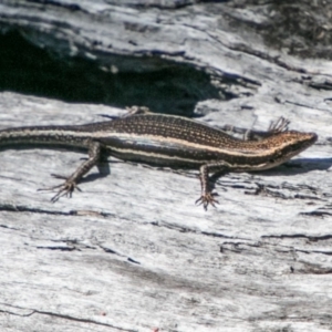 Pseudemoia spenceri at Cotter River, ACT - 4 Feb 2018