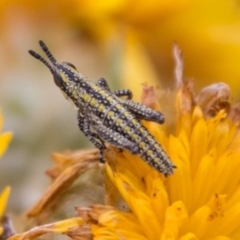 Monistria concinna (Southern Pyrgomorph) at Namadgi National Park - 4 Feb 2018 by SWishart