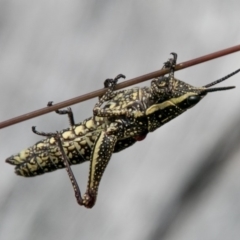 Monistria concinna (Southern Pyrgomorph) at Namadgi National Park - 4 Feb 2018 by SWishart