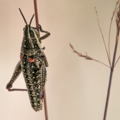 Monistria concinna at Cotter River, ACT - 4 Feb 2018 12:41 PM