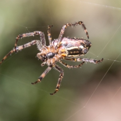 Plebs bradleyi (Enamelled spider) at Namadgi National Park - 4 Feb 2018 by SWishart
