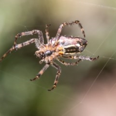Plebs bradleyi (Enamelled spider) at Cotter River, ACT - 4 Feb 2018 by SWishart