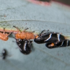 Eurymeloides bicincta (Gumtree hopper) at Cotter River, ACT - 4 Feb 2018 by SWishart