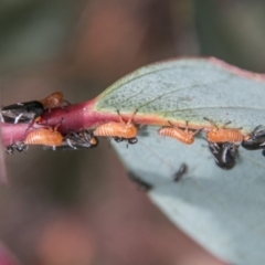 Eurymeloides bicincta at Cotter River, ACT - 4 Feb 2018 11:47 AM