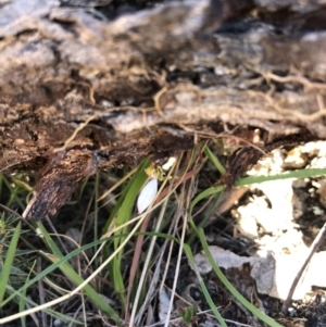 Eriochilus cucullatus at Goorooyarroo NR (ACT) - suppressed