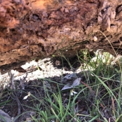 Eriochilus cucullatus at Goorooyarroo NR (ACT) - suppressed