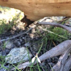 Eriochilus cucullatus at Goorooyarroo NR (ACT) - 30 Mar 2018