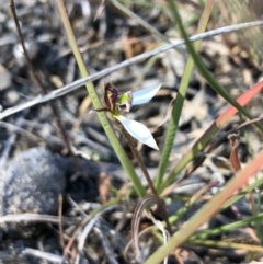 Eriochilus cucullatus at Goorooyarroo NR (ACT) - suppressed