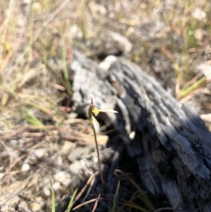 Eriochilus cucullatus at Goorooyarroo NR (ACT) - suppressed