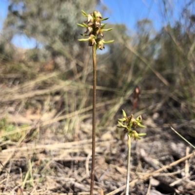 Corunastylis cornuta (Horned Midge Orchid) at Goorooyarroo NR (ACT) - 30 Mar 2018 by AaronClausen
