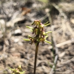 Corunastylis cornuta at Goorooyarroo NR (ACT) - 30 Mar 2018