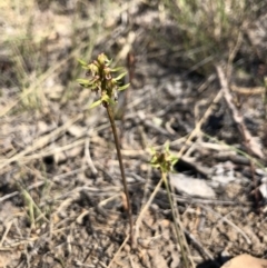 Corunastylis cornuta at Goorooyarroo NR (ACT) - 30 Mar 2018