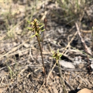 Corunastylis cornuta at Goorooyarroo NR (ACT) - 30 Mar 2018