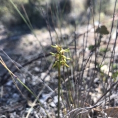 Corunastylis cornuta at Goorooyarroo NR (ACT) - 30 Mar 2018