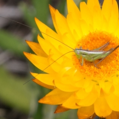 Conocephalus sp. (genus) (A Tussock Katydid) at Namadgi National Park - 4 Feb 2018 by SWishart