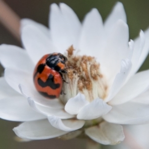 Coccinella transversalis at Cotter River, ACT - 4 Feb 2018