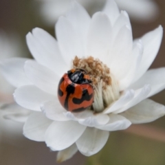 Coccinella transversalis at Cotter River, ACT - 4 Feb 2018 12:07 PM