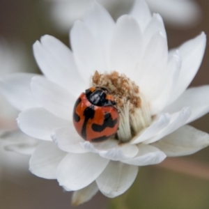 Coccinella transversalis at Cotter River, ACT - 4 Feb 2018 12:07 PM