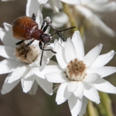 Ecnolagria grandis (Honeybrown beetle) at Namadgi National Park - 4 Feb 2018 by SWishart