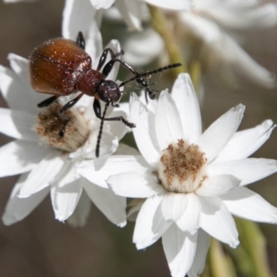 Ecnolagria grandis (Honeybrown beetle) at Namadgi National Park - 4 Feb 2018 by SWishart