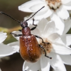 Ecnolagria grandis at Cotter River, ACT - 4 Feb 2018 12:12 PM