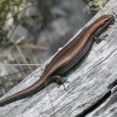 Pseudemoia entrecasteauxii (Woodland Tussock-skink) at Cotter River, ACT - 4 Feb 2018 by SWishart