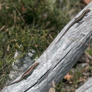 Pseudemoia entrecasteauxii at Cotter River, ACT - 4 Feb 2018 12:34 PM