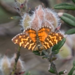 Chrysolarentia chrysocyma (Small Radiating Carpet) at Cotter River, ACT - 4 Feb 2018 by SWishart