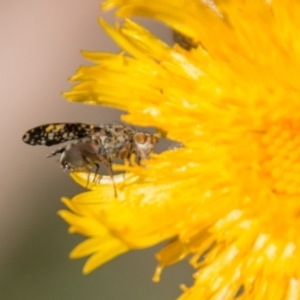 Tephritidae sp. (family) at Cotter River, ACT - 4 Feb 2018 12:54 PM