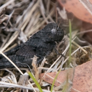 Gastrimargus musicus at Cotter River, ACT - 4 Feb 2018 01:12 PM