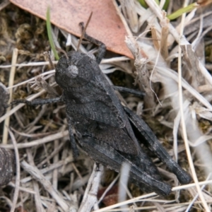 Gastrimargus musicus at Cotter River, ACT - 4 Feb 2018 01:12 PM